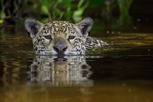 taken during volunteer work in Brazil´s Pantanal in 2022 - taken by Thomas Fuhrmann, SnowmanStudios - see more pictures on www.snowmanstudios.de